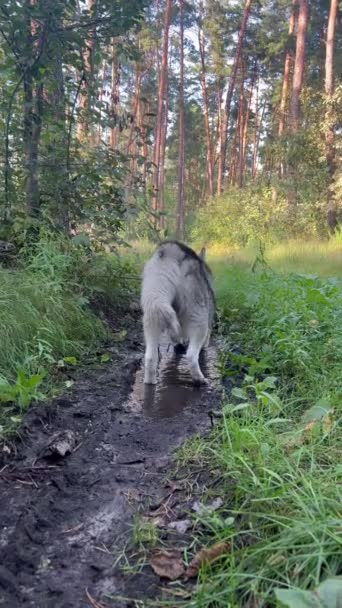 Ένας Σκύλος Μια Βόλτα Στο Δάσος Ένα Καθαρό Σκυλί Βρίσκεται — Αρχείο Βίντεο