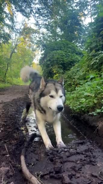 Söt Stor Hund Sommarskogen Varmt Väder Med Hunden Efter Regnet — Stockvideo