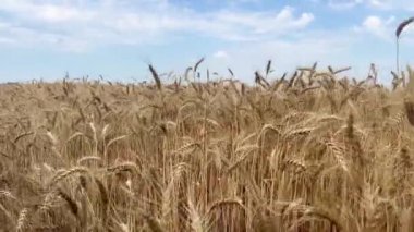 Mavi gökyüzünün arka planında hasat edilmeye hazır bir buğday tarlası. Geniş bir alan. Güneşli bir yaz günü. Ukrayna 'nın barışçıl alanları.