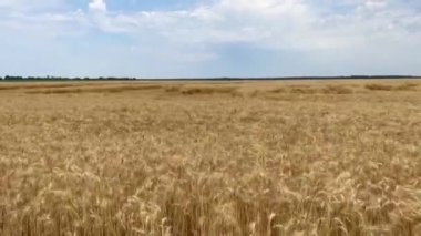 Buğday tarlası manzarası. Bir çiftçi, buğday tarlasında meydana gelen kasırga hasarını inceliyor. Sarı buğday başağı, mavi gökyüzü. Altın tarlanın üzerinde güneşli bir gün. Doğa ve tarım kavramı.