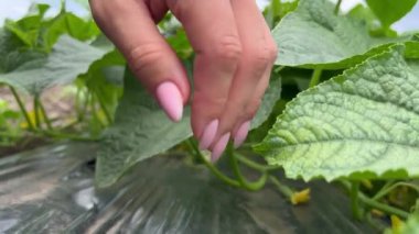 Bir kadın eli taze sebze aramak için salatalık kolasında yeşil salatalık yaprakları topluyor. Gıda endüstrisi için organik hammadde üretimi.