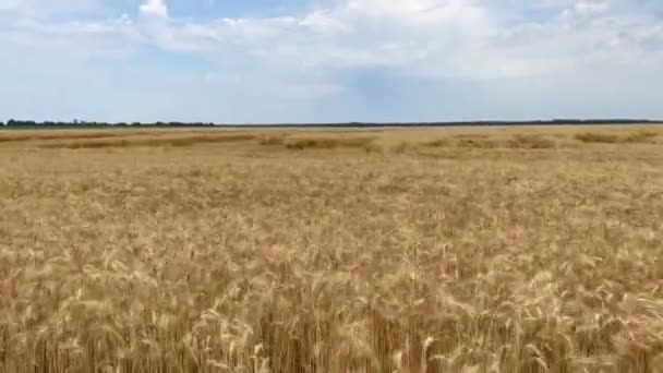 小麦畑の風景について 農家は小麦畑へのハリケーン被害を検査する 小麦の黄色い斑点 青い空 黄金のフィールドの上の晴れた日 自然と農業のコンセプト — ストック動画