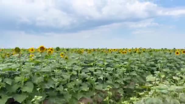 フィールドのクローズアップで花を咲かせる スローモーション ブレイクされた背景 青い空に向かって開花の初めに太陽の花の農場 生産のための原料を栽培する — ストック動画