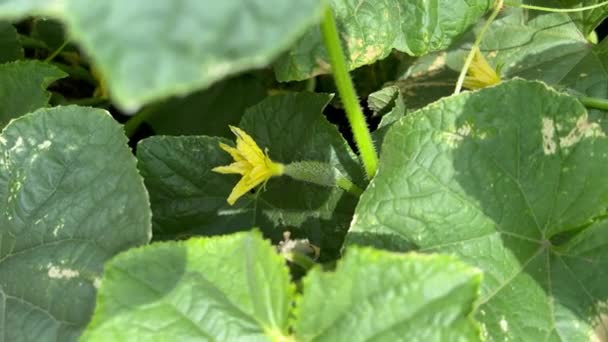 Pěstování Okurek Rostoucí Okurka Žlutým Květem Pozadí Nakažených Listů Třepetajících — Stock video