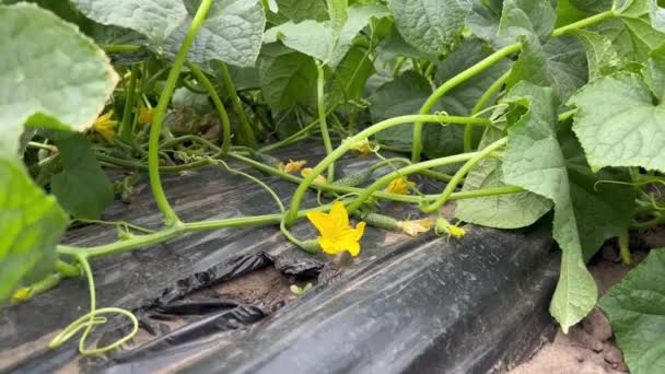 Virágzó Uborka Friss Bio Uborka Farmon Közelkép Zöldségek Virágzása Termesztése — Stock videók
