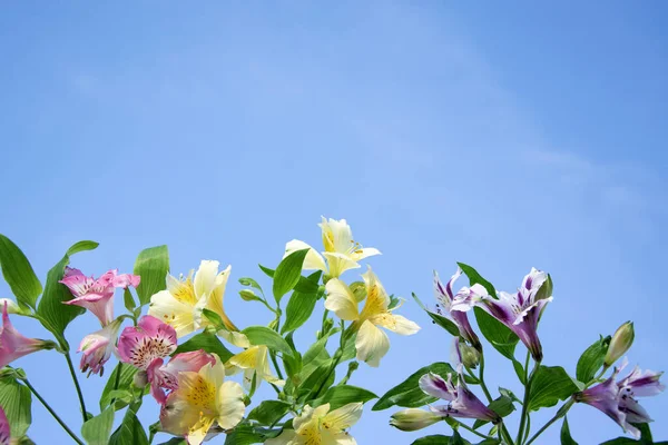 Multi-colored delicate floral background. Summer sky and gentle alstroemeria, copyspace on the for your text. Background for a greeting card, banner, certificate