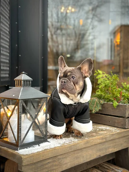 A French bulldog sits in a winter jacket. Warm clothes for dogs. Cozy interior, and cute pet in black sheepskin coat. Advertising of winter clothes for animals. Close-up of a dog in stylish clothes on a blurred background.