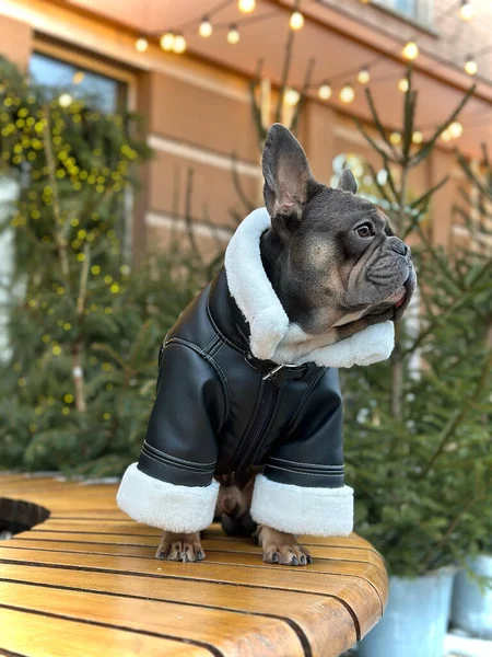 Bulldog posing in a black sheepskin coat with white fur. Warm clothes for dogs. Cozy interior, and cute pet in black sheepskin coat. Advertising of winter clothes for animals.