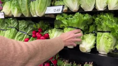 Alışverişe. Marketteki rafta hindiba, salata ve taze turplar çeşitli salataları hazırlamak için sulu otlarla güzelce sergileniyor. Beyaz kadın eli vitrinden taze salata çıkarıyor.