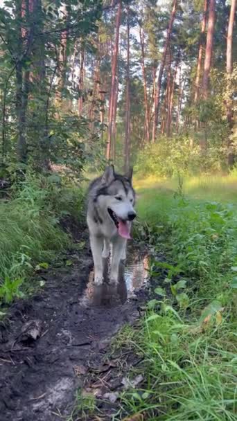 Köpek Birikintisi Doğada Bir Köpekle Yürümek Orman Yolunda Büyük Beyaz — Stok video
