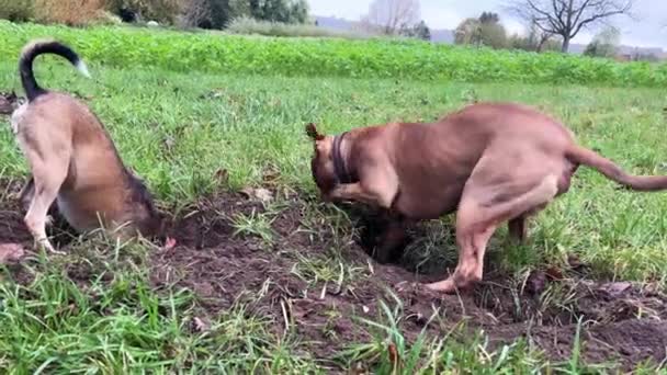 Pitbull Hond Een Terrier Hond Spelen Het Park Graven Gaten — Stockvideo