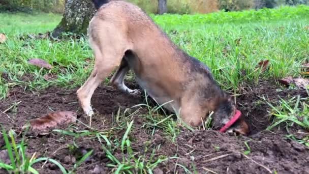 Любопытная Собака Прогулке Летнем Парке Копающий Пес Смешное Видео Охота — стоковое видео
