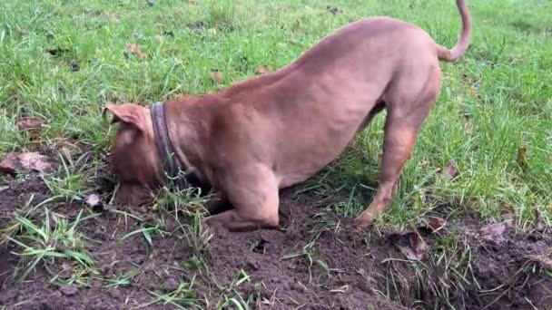 Ένα Μεγάλο Σκυλί Σπρώχνει Κεφάλι Του Μια Τρύπα Που Σκάβει — Αρχείο Βίντεο