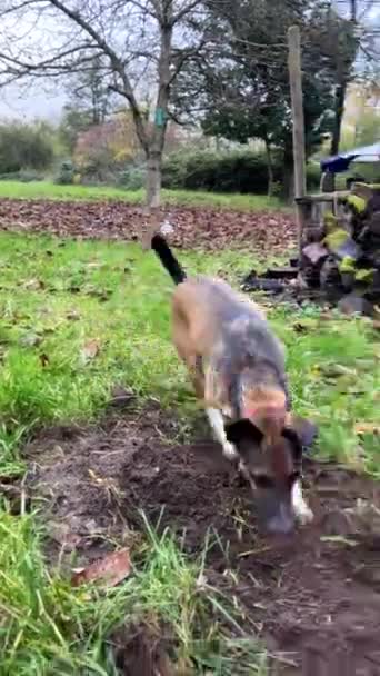 Hyperaktiver Grunzhund Feld Hund Buddeln Den Kopf Ein Loch Stecken — Stockvideo