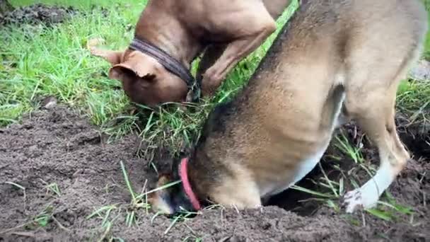 Vídeo Engraçado Com Cães Natureza Pit Bull Também Come Uma — Vídeo de Stock
