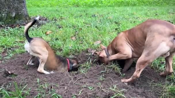 Cani Caccia Due Cani Attivi Cacciano Topi Sul Campo Cane — Video Stock
