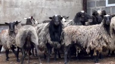 Koyunlara yakın çekim. Bir koç ve koyun sürüsünün kırpılması gerekiyor. Koyun çiftliği.
