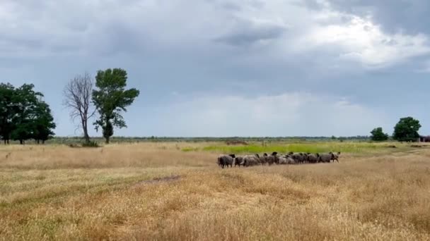 Rebanho Passeio Dia Ensolarado Verão Uma Fazenda Grupo Ovelhas Soltas — Vídeo de Stock
