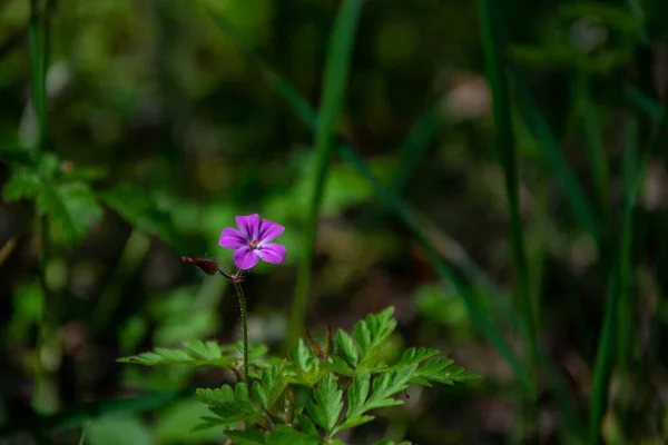 Magic lilac flower Herb-Robert on a green blurred background.