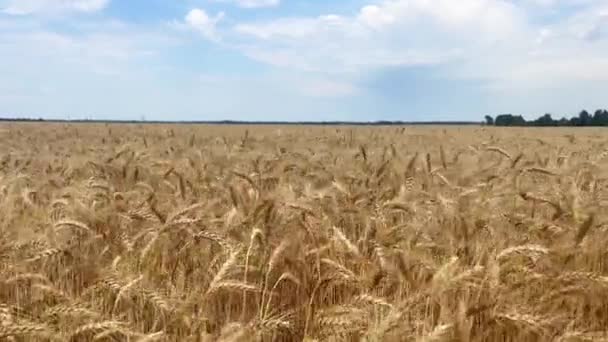 밀밭과 클로즈업의 우크라이나의 작물을 — 비디오