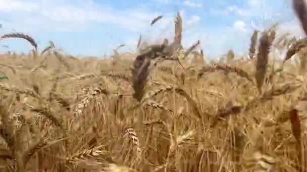 Campo Trigo Ucrânia Câmera Lenta Orelhas Trigo Perto Uma Enorme — Vídeo de Stock