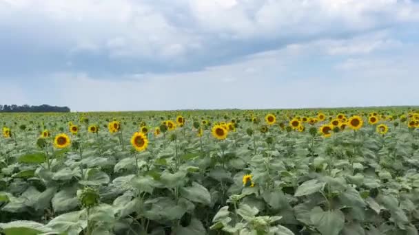 Sonnenblumenfeld Blühende Sonnenblumen Auf Einem Feld Großaufnahme Blätter Wehen Wind — Stockvideo