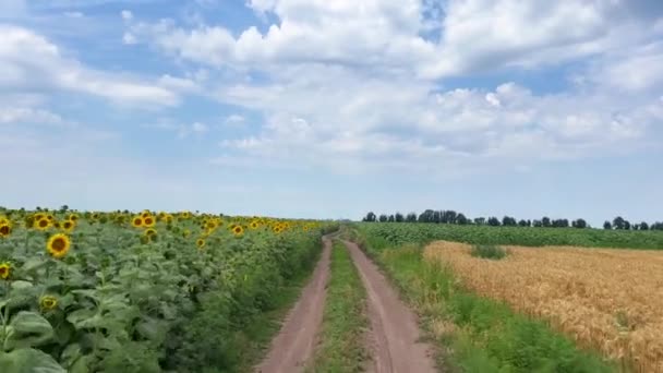 Ett Solrosfält Och Ett Vetefält Åtskilda Grusväg Landsbygdslandskap Blå Himmel — Stockvideo