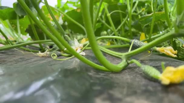 Inspeção Arbusto Pepino Cultivado Sob Irrigação Por Gotejamento Close Pepino — Vídeo de Stock