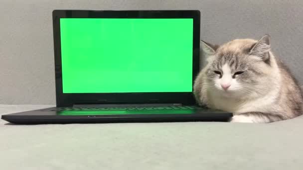 Şişko Tembel Kedi Yeşil Ekranlı Dizüstü Bilgisayarın Yanında Uzanıyor Uykusunda — Stok video
