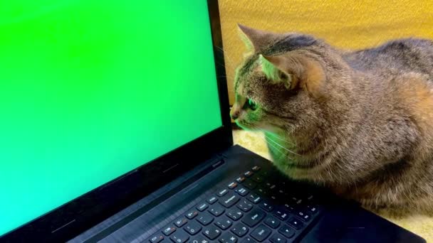 Gatto Intelligente Guarda Attentamente Monitor Cromakey Verde Video Divertente Gatto — Video Stock