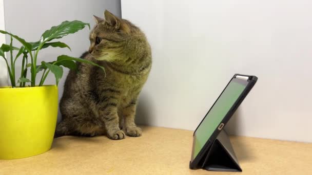 Tabby Kotek Chroma Key Zielony Ekran Kotek Siedzi Kącie Pobliżu — Wideo stockowe