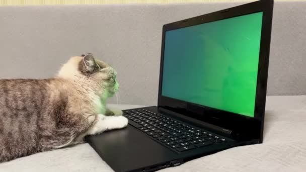 毛绒绒灰猫正在使用带有绿色屏幕的笔记本电脑 猫爪躺在笔记本电脑键盘上 横向搞笑视频与可爱的宠物网络广告 模仿人类的宠物的概念 — 图库视频影像