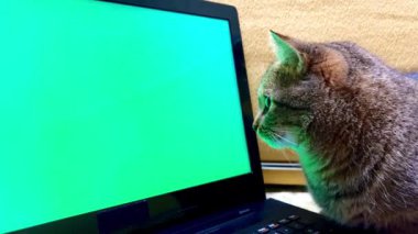 Modern kedi yeşil ekrana kromakeyle dikkatlice bakar. Bilgisayar ekranının önünde miyop bir kedinin yakın çekim videosu..