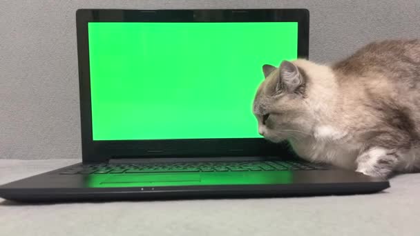 Yeşil Ekranın Yanında Reklam Alanı Olan Tüylü Bir Hayvan Web — Stok video