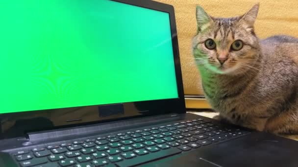 Yeşil Ekranlı Açık Bir Dizüstü Bilgisayarın Yanında Bir Kedinin Komik — Stok video