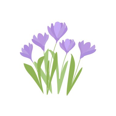 Beyaz tencerede yaprakları ve çiçekleri olan mor örgü çiçekleri. Çizgi film, dergi, poster ve web sayfaları için sırada ilk bahar çiçekleri.