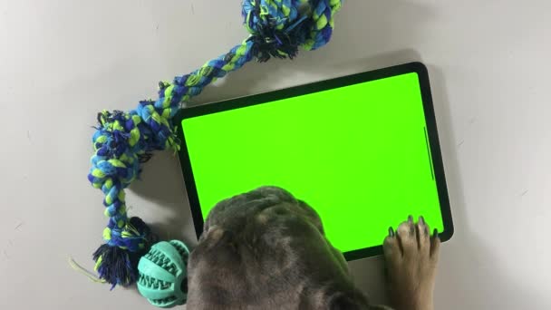 Bulldog Francés Acostado Estudio Con Croma Key Pantalla Verde Divertido — Vídeo de stock