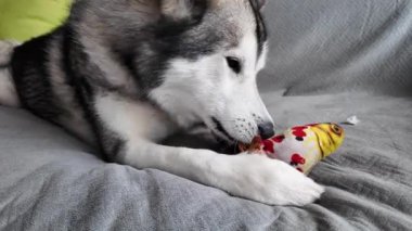 Alaska Malamute büyük parlak bir balıkla kanepede oynuyor. Komik bir köpekle komik bir video. Büyük tüylü köpek hevesle yeni oyuncağıyla oynuyor. Evcil hayvan ürünleri ve stres karşıtı reklamlar için video