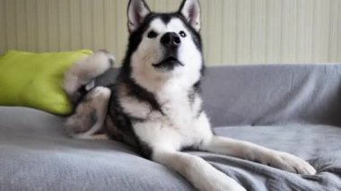 Köpek kanepede uzanıyor ve gitmek istemiyor. Güzel, büyük bir köpeğin yakın çekimi. Alaska Malamute ile komik bir video. Evcil hayvanın eğlendiği sevimli bir video..