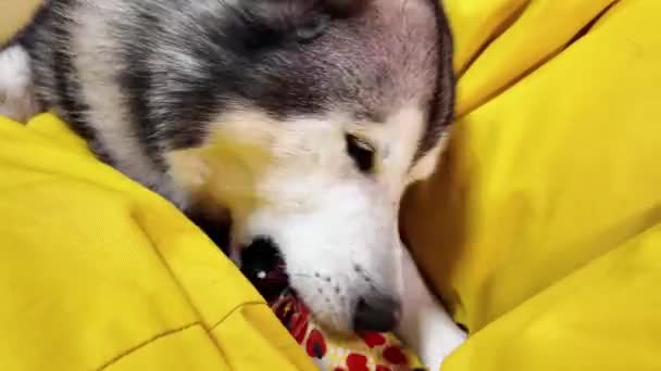 Alaska Malamute Hond Spelen Met Een Speeltje Een Gele Achtergrond — Stockvideo