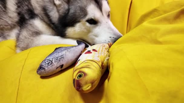Собака Играет Рыбой Симпатичная Слизь Мбаппе Маламута Желтом Фоне Игрушкой — стоковое видео