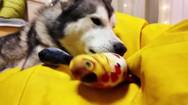 Husky Hund Ligger Gul Yta Kramas Med Två Plysch Fisk — Stockvideo