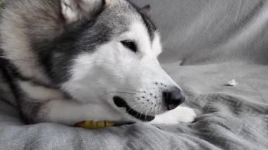 Şirin bir köpeğin portresi - Malamute ev içi bir yatakta yatarken şeker çiğniyor ve oyuncaklar yiyor. Bir köpek gri bir kanepede yatarken bir oyuncağı çiğniyor. Alaska malamute 'unun yatay yakın çekim videosu