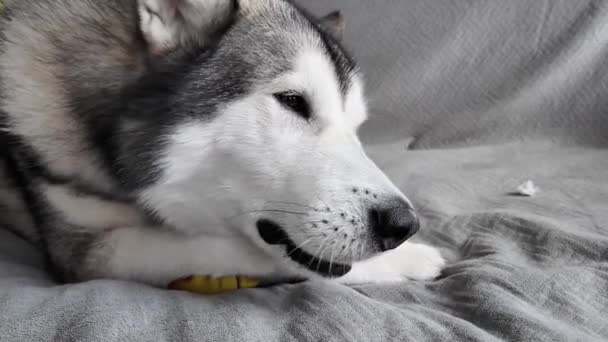 一只可爱的狗的肖像 躺在家里的床上咀嚼食物和玩具 一只狗躺在灰色的沙发上咬玩具 Alaskan Malamute的水平特写视频 — 图库视频影像