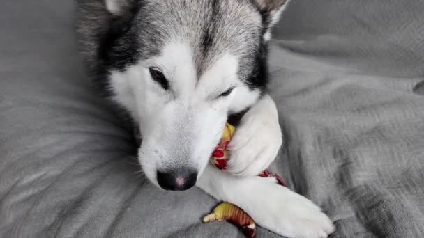 アニストレスおもちゃとかわいい犬の顔グレーの背景 犬はソファーに横たわり 静かにおもちゃで遊んでいる ペットの面白いビデオ — ストック動画