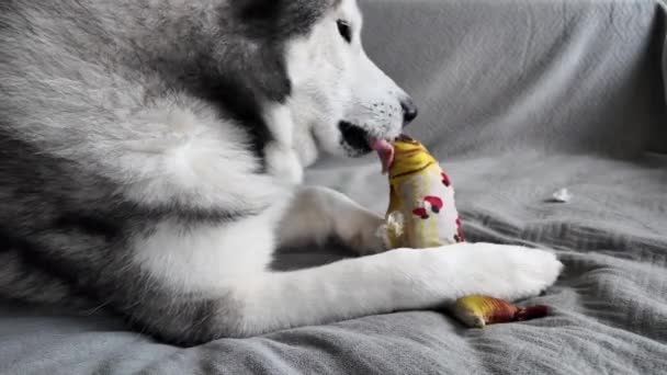 Perro Con Juguete Suave Sobre Fondo Gris Perro Relajado Mastica — Vídeo de stock