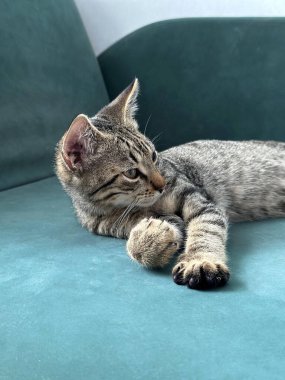 Young cat with striped coat lounges gracefully on teal sofa, its gaze distant yet attentive. The soft lighting accentuates the felines intricate patterns and serene disposition. Cat its front paws clipart