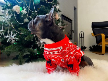 Funny little dog looking for gifts on Christmas tree. French bulldog in a warm red knitted outfit. Funny pets. Trendy clothes for animals clipart