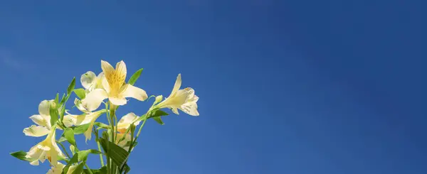 Alstroemeria flowers against the sky, copyright on the right for your text. Delicate festive arrangement. Yellow-blue horizontal background.
