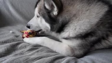 Köpek kanepede yatarken en sevdiği oyuncağını yalıyor. Mutlu bir Sibiryalı kurt balığıyla birlikte gri bir arka planda dinleniyor. Evcil hayvanla sevimli bir video. Evcil hayvan ürünleri, stres önleyici oyuncaklar için video.